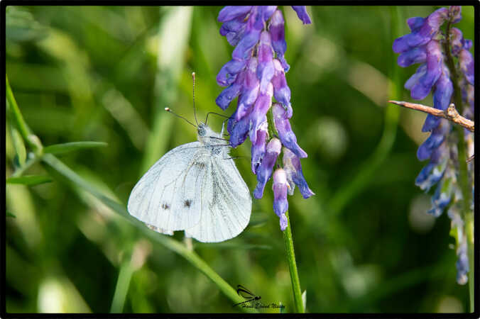 Sommerfugl 