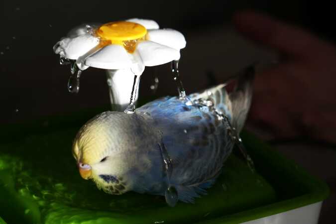 Et dejligt bad en varm sommerdag 