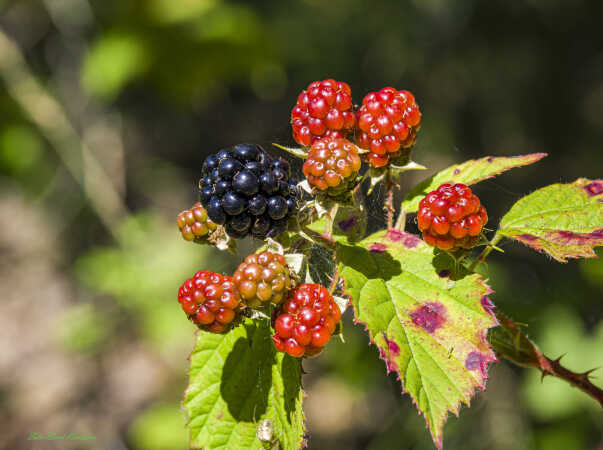 2025 aug 20 brombær Rømø (2)-SharpenAI-Motion