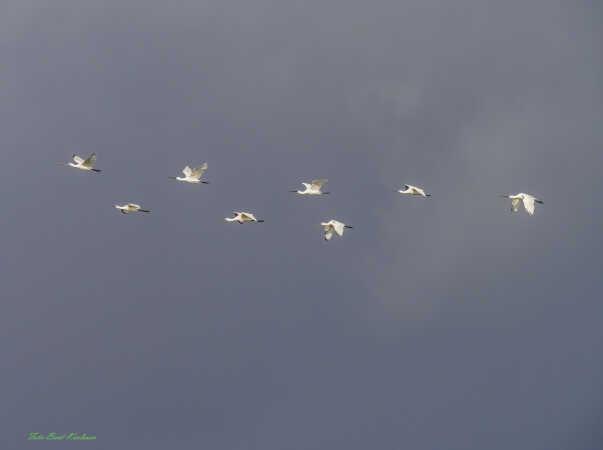 2025 aug 25 skestorke flyver saltvandssøen (10)-SharpenAI-Focus-Edit-Edit