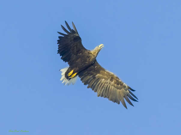2025 aug 29 havørn Kammerslusen (48)-SharpenAI-Focus-Edit