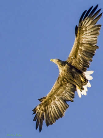 2025 aug 29 havørn Kammerslusen (21)-SharpenAI-Focus-Edit