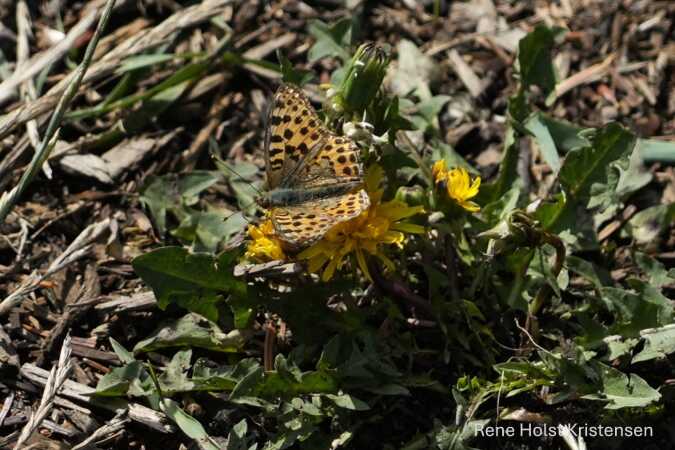 Lille sommerfugl fra Fur 
