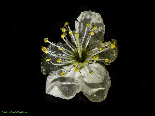 2025 apr 20 reneclodeblomst regndråber højgårdsvej-SharpenAI-Motion-3-Edit