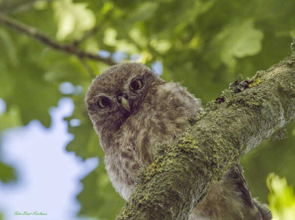 2025 jun 29 kirkeugle unge Føvling (38)-SharpenAI-Standard