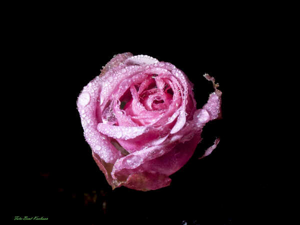 2025 nov 19 roser med rim Højgårdsvej 9 (11)