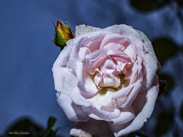 2025 nov 19 roser med rim Højgårdsvej 9 (5)