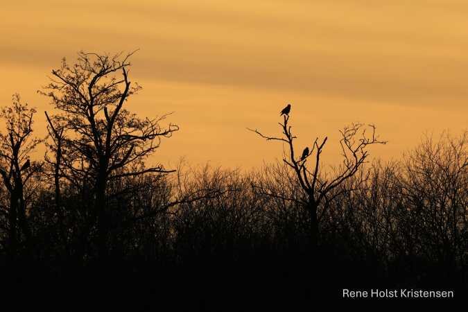Solnedgang over Uldum kær 1. juledag