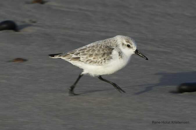 Lille Sandløber ved Vesterhavet