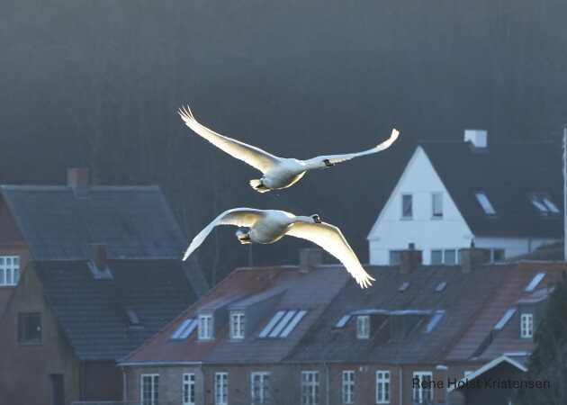 Gå tur ved Kongens kær i sol og frost 