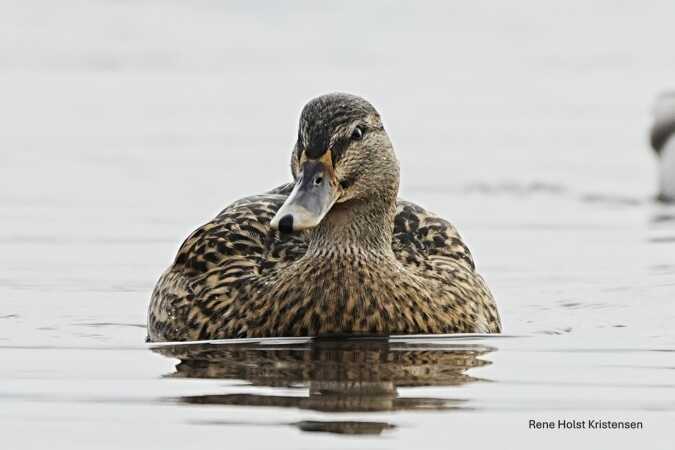 Andemor forfra i stille vand