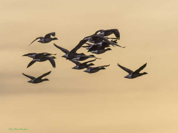 2026 mar 02 knortegæs mod gylden himmel Låningsvejen (5)-SharpenAI-Focus