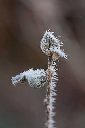 Frostkrystaller